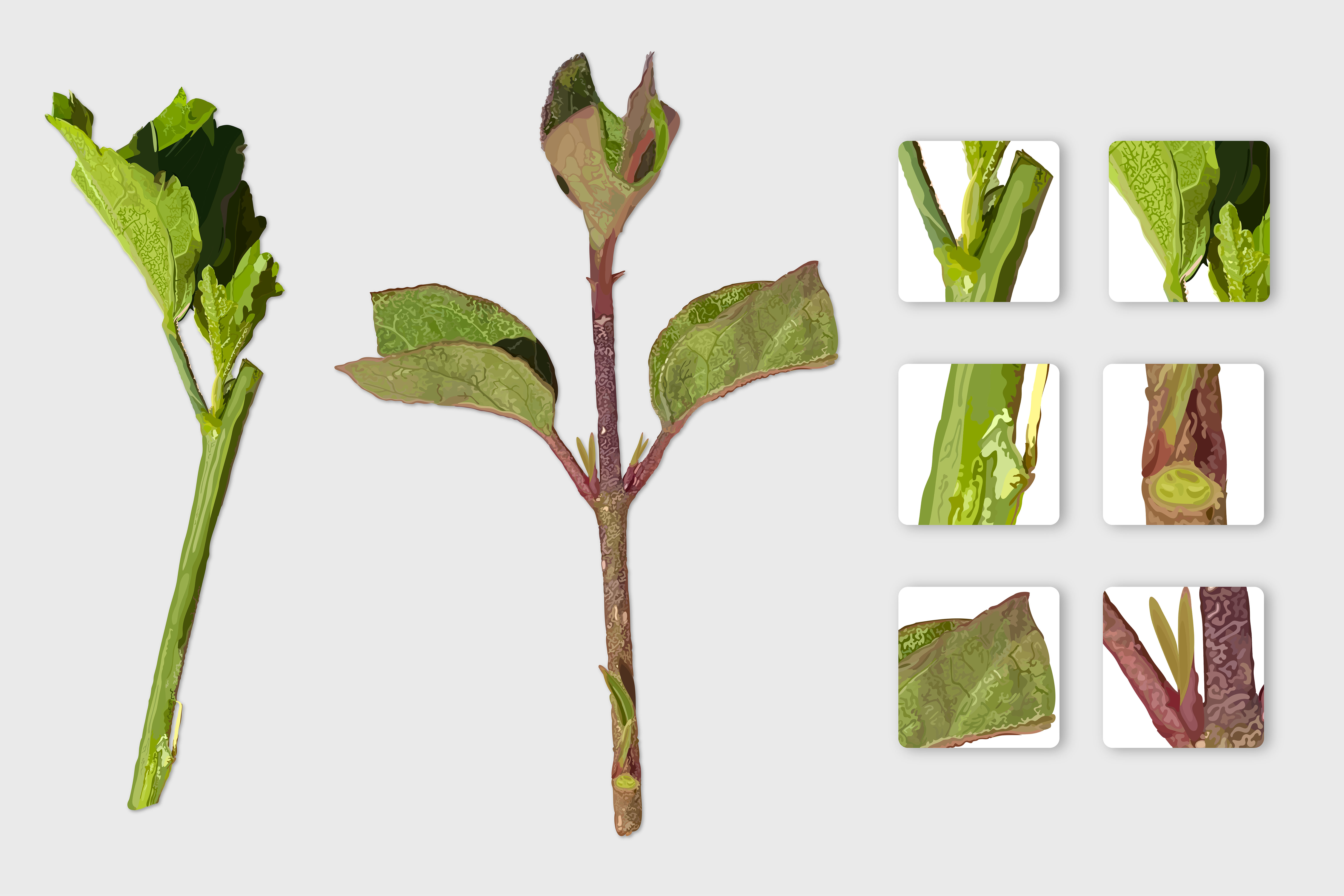 Horticulture Clippings